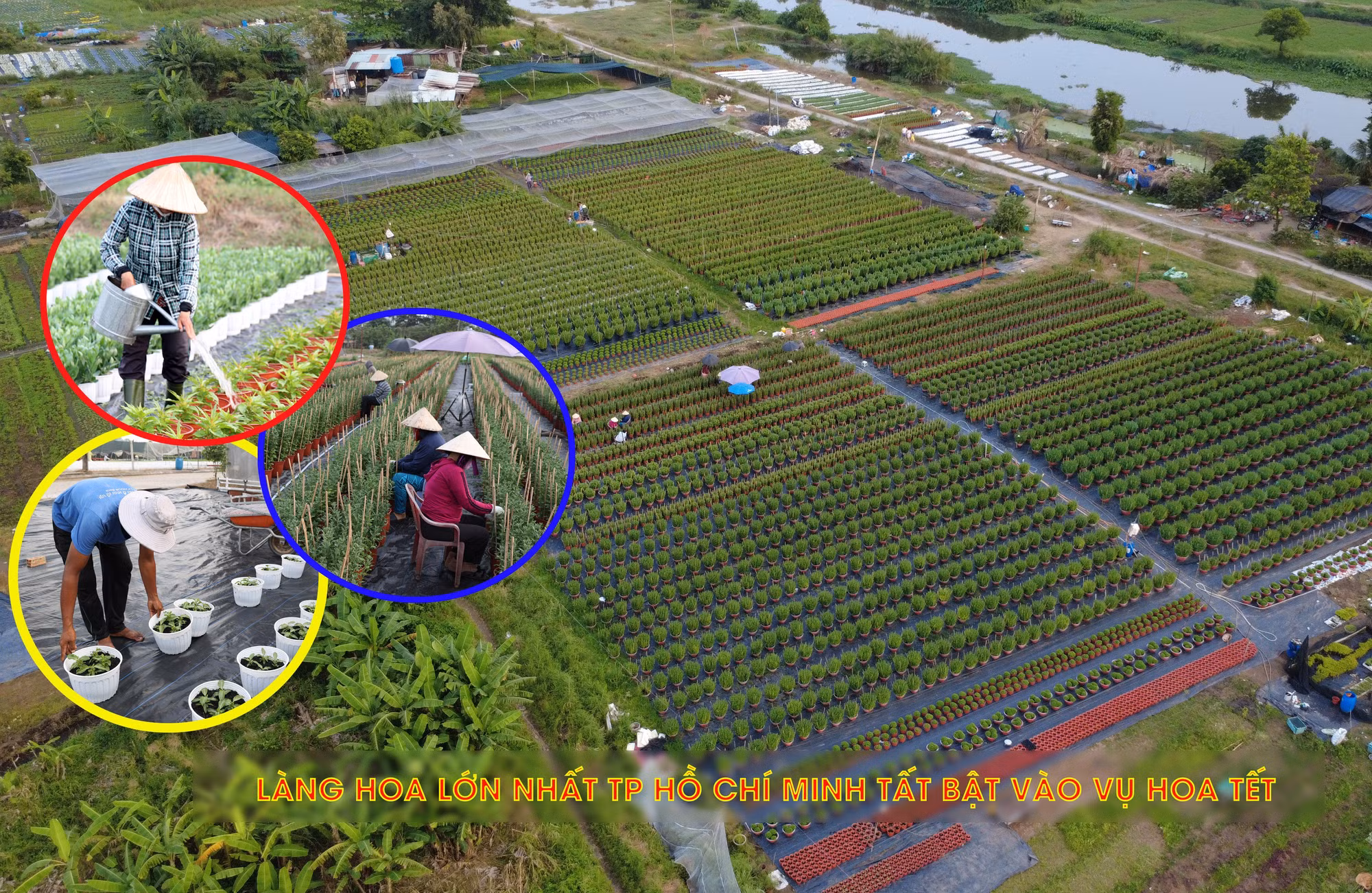 Giữ sắc xuân cho phố thị từ những vườn hoa Thới An TP Hồ Chí Minh.
