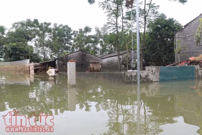 Người dân Chương Mỹ vẫn vật lộn trong ngập lụt và ô nhiễm ảnh 18