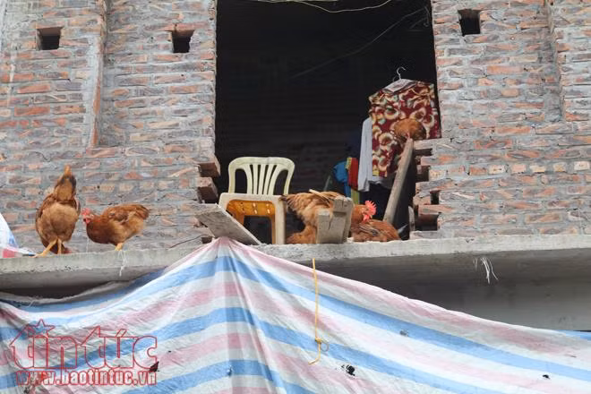 Người dân Chương Mỹ vẫn vật lộn trong ngập lụt và ô nhiễm ảnh 5