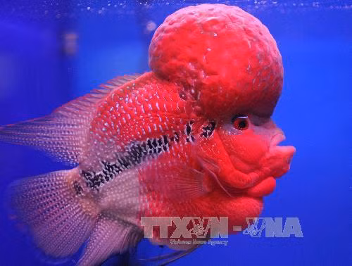 Phát hiện loài cá cũng có các trạng thái cảm xúc ảnh 1