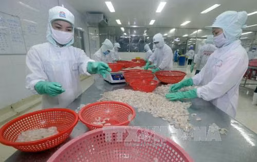 Hải sản Việt tìm cách khắc phục 'thẻ vàng' ở thị trường EU ảnh 2