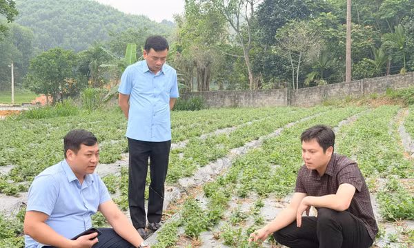 Bí thư Đảng ủy xã Nhữ Khê tỉnh Tuyên Quang thăm mô hình phát triển sản xuất của đảng viên.