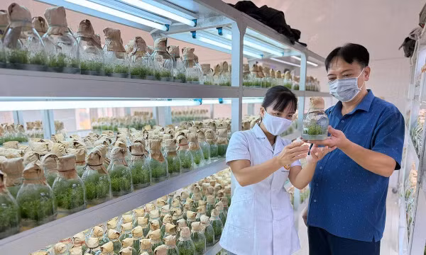 Trung tâm thực nghiệm, thực hành và chuyển giao công nghệ (Trường Đại học Tân Trào) sản xuất cây giống bằng phương pháp nuôi cấy mô.