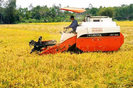 Nông dân đồng bằng sông Cửu Long: Một năm được mùa, được giá ảnh 1