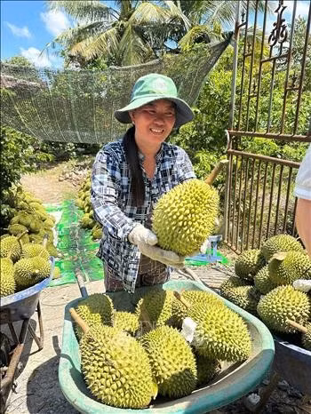 Nhà vườn Đồng Tháp thu hoạch sầu riêng.