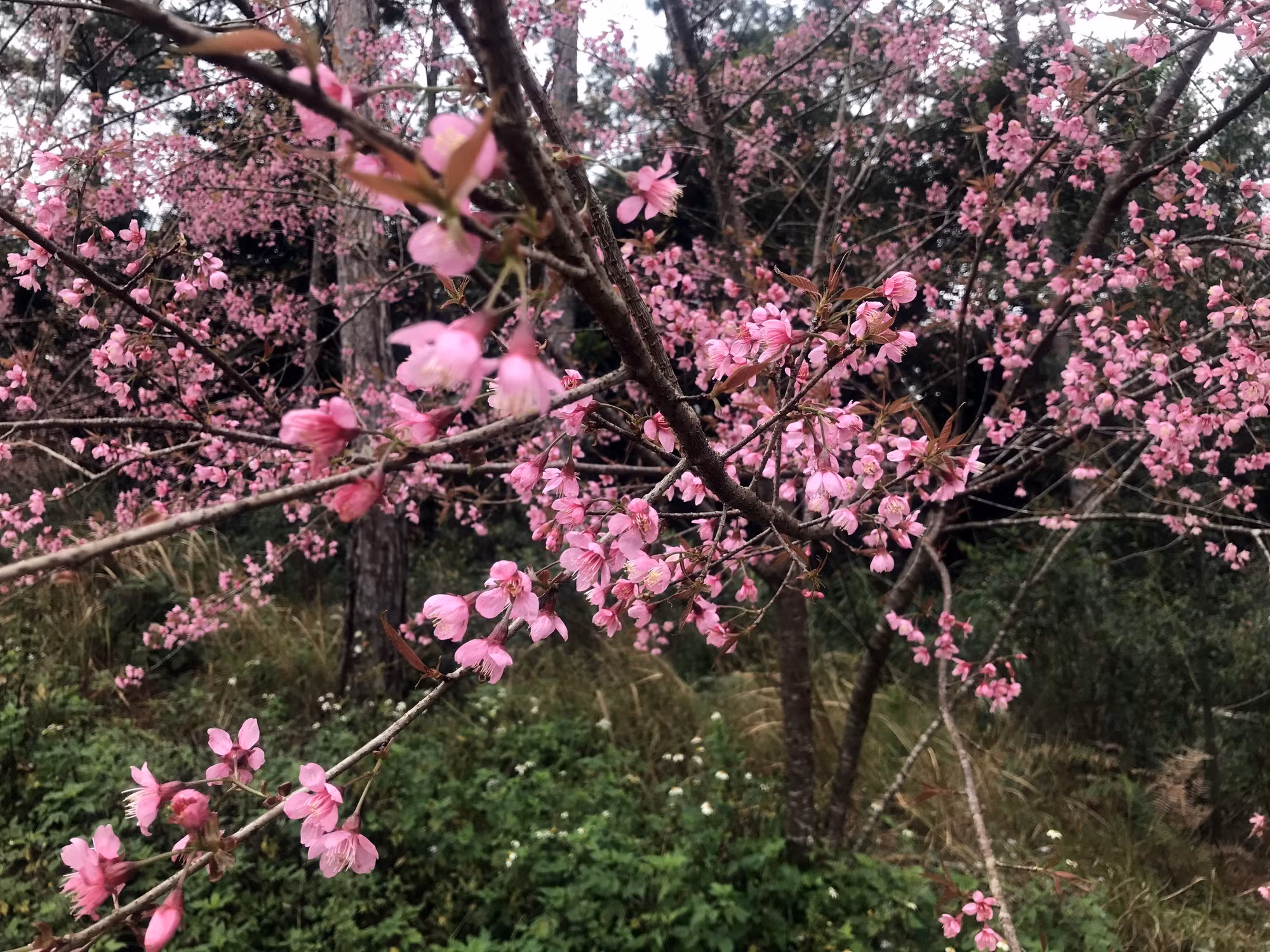 100-sac-xuan-kon-plong.jpg