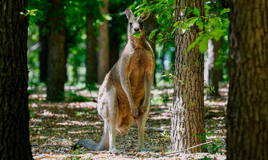 Chuột túi – loài động vật biểu tượng của Australia