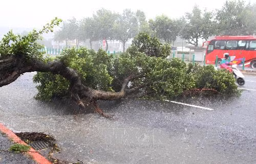 Tây Nguyên đề phòng tố lốc, mưa đá, gió giật mạnh ảnh 1
