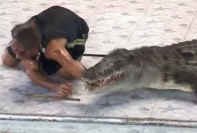 Tai nạn đẫm máu trong buổi biểu diễn với cá sấu tại Thái Lan ảnh 1