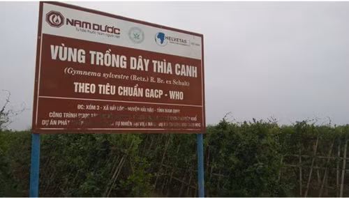 Tìm thấy 9 chất mới trong dây thìa canh giúp hạ đường huyết ảnh 1