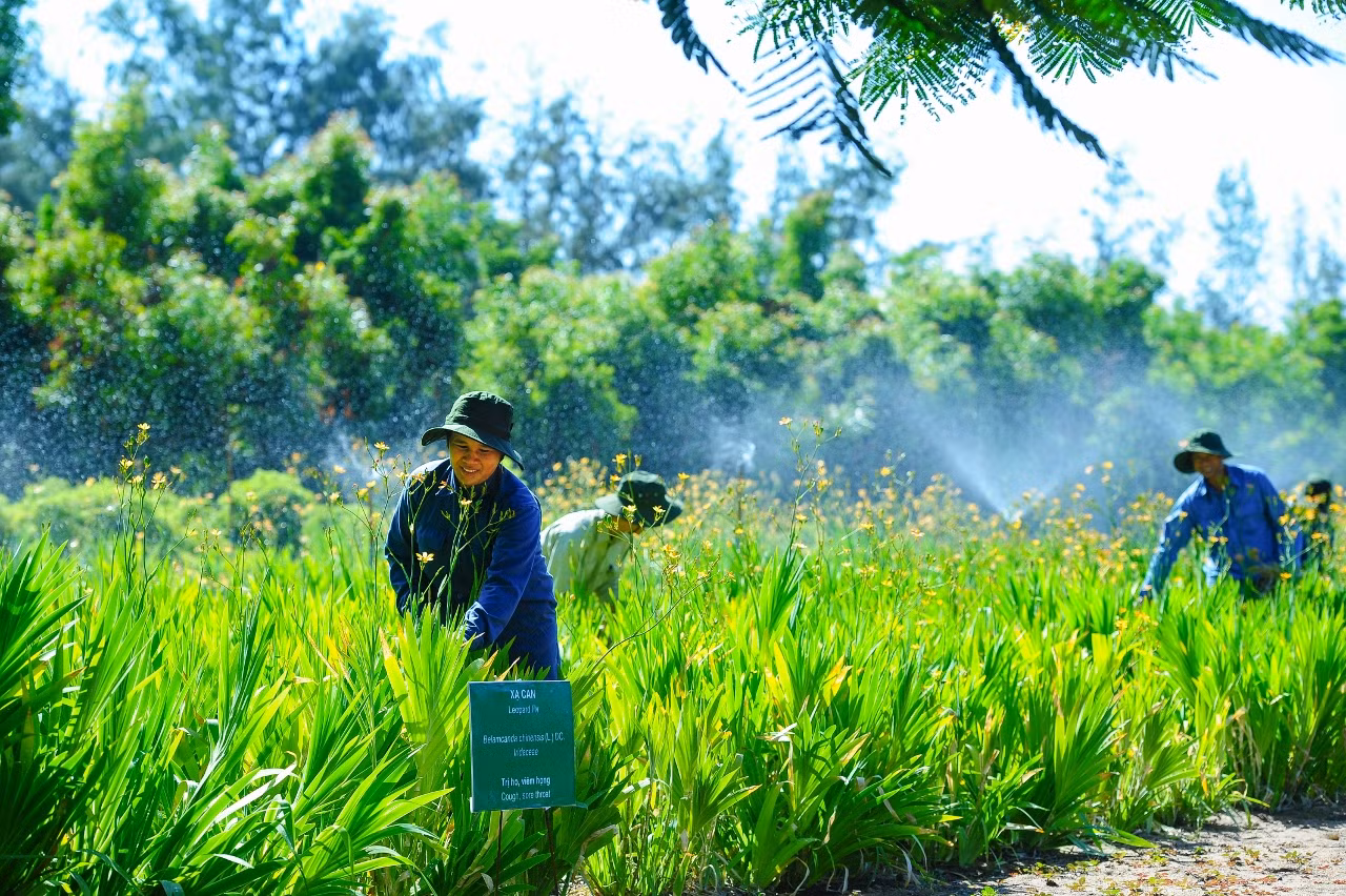 Nông dân gắn 'tem bảo đảm' cho cây thuốc Việt ảnh 2