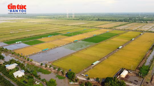 Để nông dân hưởng lợi từ sản xuất lúa phát thải thấp