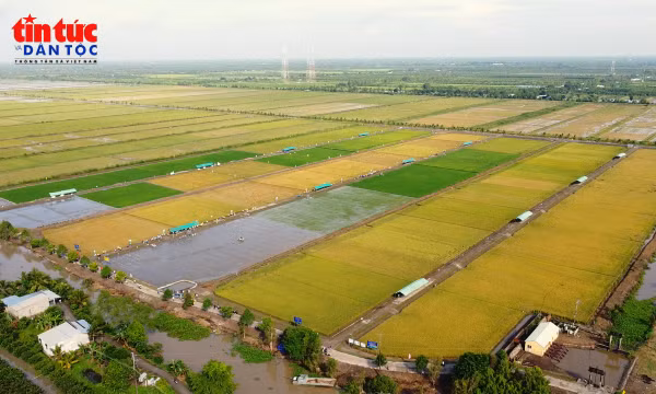 Để nông dân hưởng lợi từ sản xuất lúa phát thải thấp