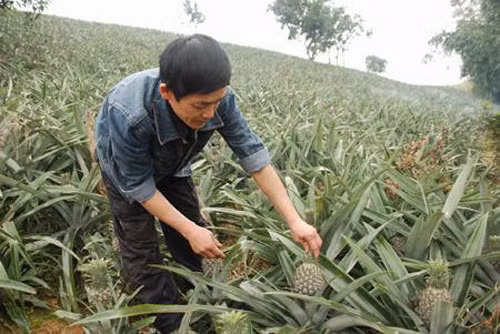 Trồng dứa theo mô hình trang trại cho thu nhập cao ảnh 1