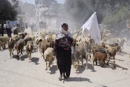 Chạy trốn khỏi Gaza ảnh 1