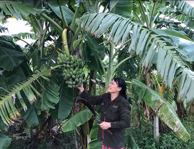 Cầu nối các chương trình tín dụng đặc thù của Đà Nẵng ảnh 2