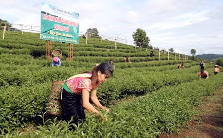Tìm lại "kho trầm tích" của người Tày vùng Nghĩa Đô ảnh 2