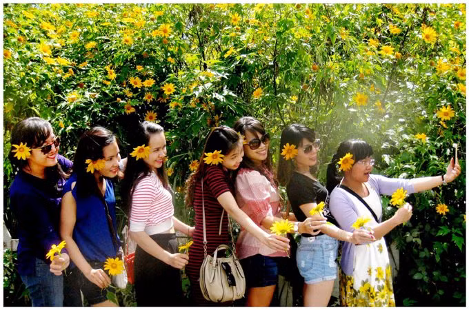 Đà Lạt mùa dã quỳ ảnh 1