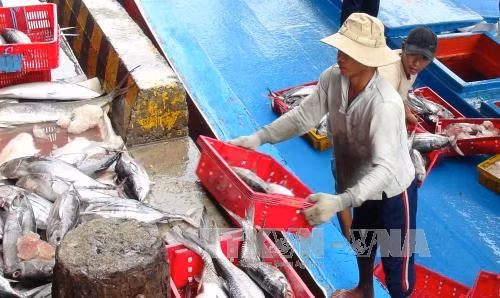 Ngư dân Khánh Hòa "được mùa" với cá ngừ sọc dưa ảnh 1