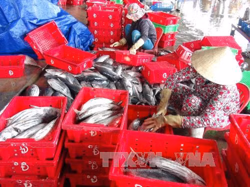 Ngư dân Khánh Hòa "được mùa" với cá ngừ sọc dưa ảnh 2
