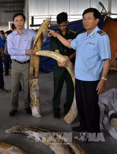 Giấu tinh vi 529 kg ngà voi trong các khúc gỗ ảnh 2