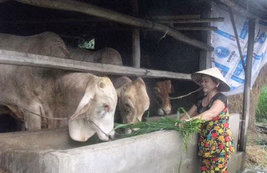 Phụ nữ Phú Yên giúp nhau làm giàu ảnh 3