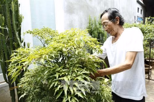 Ông Trần Văn Tường chăm sóc cây. Ảnh: Dương Ngọc – TTXVN