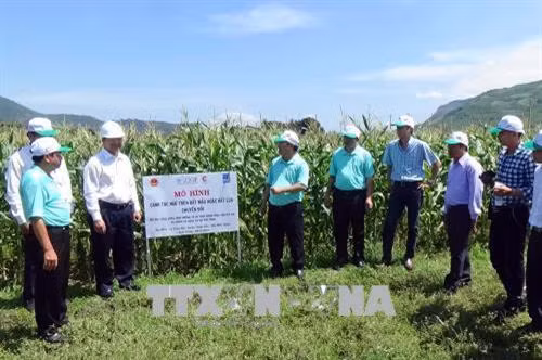 Mô hình trồng ngô trên đất lúa chuyển đổi, ứng phó với biến đổi khí hậu đã giúp đồng bào dân tộc Raglai ở huyện Thuận Bắc nâng cao thu nhập. Ảnh: Công Thử - TTXVN