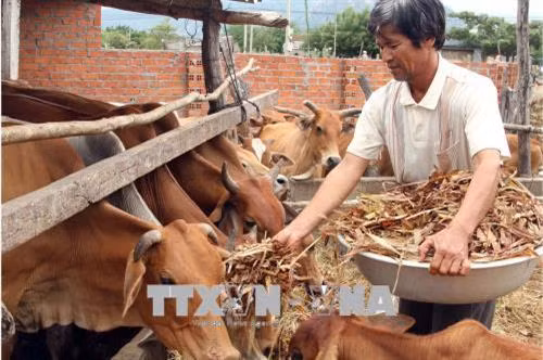 Ông Thành Lênh, người dân tộc Chăm ở huyện Ninh Hải, đầu tư nuôi bò từ nguồn vốn vay Ngân hàng Chính sách xã hội chi nhánh Ninh Thuận. Ảnh: Công Thử - TTXVN