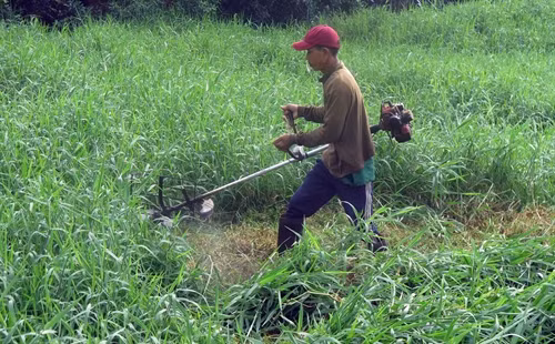Anh Nguyễn Văn Sơn, xã Tân Thạnh Đông chuyển đổi diện tích trồng lúa không hiệu quả sang trồng cỏ voi để nuôi gần 20 con bò sữa