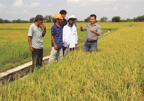 Cán bộ khuyến nông hướng dẫn đồng bào phương pháp trồng lúa tiết kiệm nước
