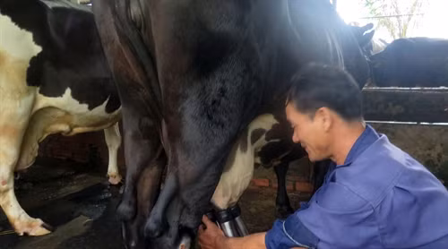 Anh Nguyễn Văn Sang đang thu hoạch sữa bò