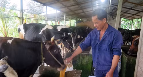 Tăng thức ăn đạm từ cám gạo cho đàn bò sữa