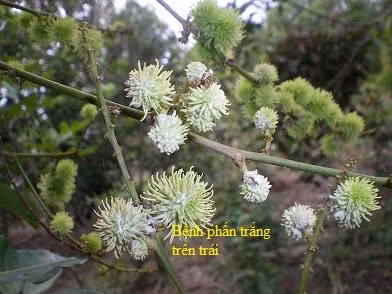 Bệnh phấn trắng gây hại chôm chôm. Ảnh: snnptnt.bentre.gov.vn