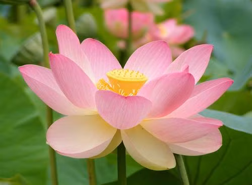Hoa sen là biểu tượng hòa bình và thanh khiết, có công dụng tĩnh tâm, giảm đau đầu, hạ hỏa
