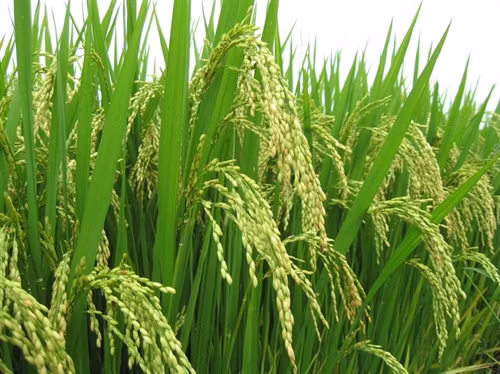 Mô hình sản xuất lúa sạch theo hướng hữu cơ đem lại lợi nhuận cao, giá thành sản xuất giảm. Ảnh minh hoa: Internet.