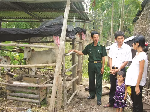 Cung cấp bò giống cho đồng bào khmer nghèo