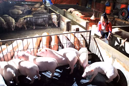 Một trang trại chăn nuôi lợn ở Lào Cai được NHCSXH cho vay vốn ưu đãi để phát triển chăn nuôi