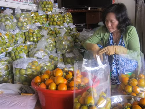 Người dân thu hoạch hồng