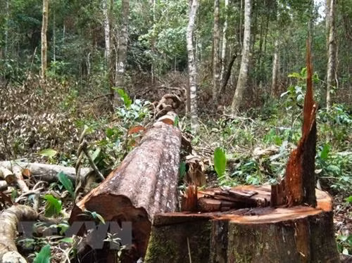 Một cây gỗ lớn bị đốn hạ. Ảnh: TTXVN