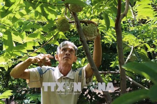 Ông Nguyễn Đức Văn, thành viên Hợp tác xã nông nghiệp dịch vụ và thương mại Thanh Sơn (xã Cò Nòi, huyện Mai Sơn, Sơn La), chăm sóc na. Ảnh: Nguyễn Cường - TTXVN.