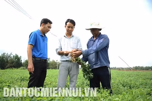 Cán bộ xã Long Sơn, huyện Cầu Ngang hướng dẫn nông dân kỹ thuật trồng đậu phộng cho năng suất cao. Ảnh: An Hiếu - DTMN