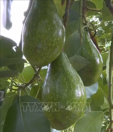 Bơ là một loại nông sản có giá trị hàng hóa cao được trồng tại huyện Mộc Châu, tỉnh Sơn La. Ảnh: Nguyễn Cường – TTXVN