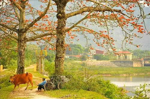 Hoa gạo nở rực huyện Yên Mô (Ninh Bình) Ảnh: Minh Đức - TTXVN