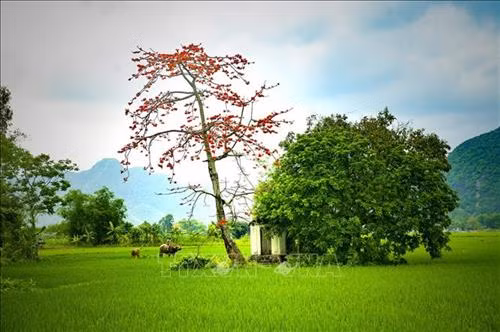 Hoa gạo nở tại huyện Yên Mô (Ninh Bình) Ảnh: Minh Đức - TTXVN