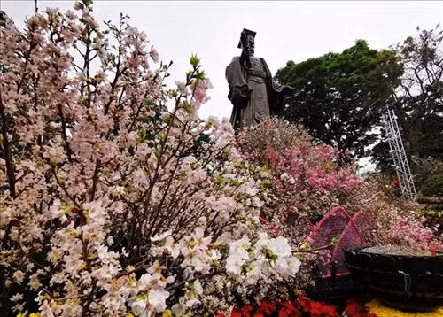 Hoa anh đào khoe sắc trước giờ khai mạc Lễ hội hoa Anh đào Nhật Bản - Hà Nội 2019 ảnh 14