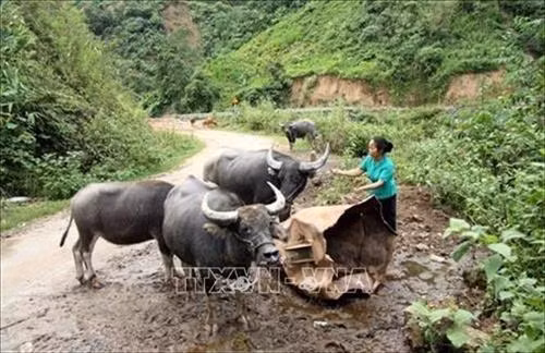 Nữ Bí thư Chi bộ Chìn Me Long giỏi làm kinh tế. Ảnh: Trần Hoàng – TTXVN