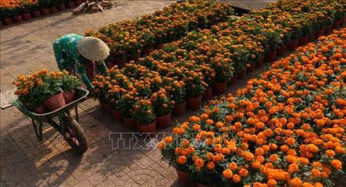Hoa phục vụ thị trường Tết tại phường 4, thành phố Vị Thanh, Hậu Giang. Ảnh: Duy Khương - TTXVN