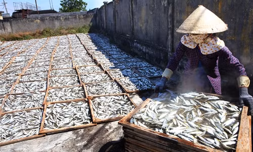 Ngư dân ở xã Triệu An, huyện Triệu Phong phơi cá nục để xuất khẩu.
