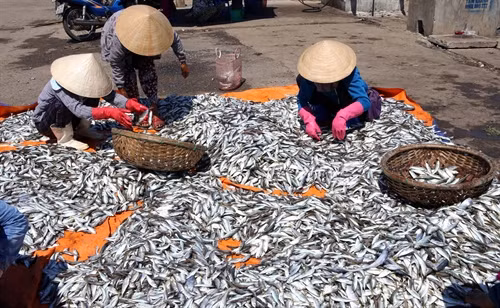 Ngư dân ở khu vực cảng cá Cửa Việt phân loại cá nục vừa thu mua để chế biến xuất khẩu.